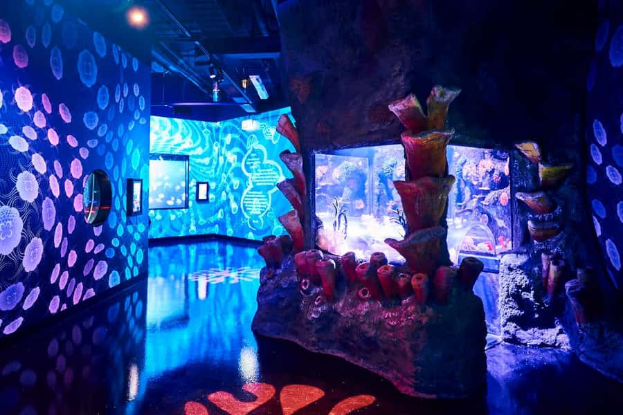 Melbourne: SEA LIFE Aquarium Entrance Ticket - Elephant sharks and a seahorse paternity ward