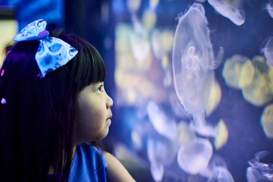 Melbourne: SEA LIFE Aquarium Entrance Ticket - Jellyfish bring a quieter change of pace