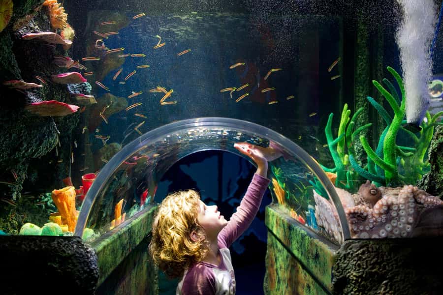 Melbourne: SEA LIFE Aquarium Entrance Ticket - The penguins make the strongest finish
