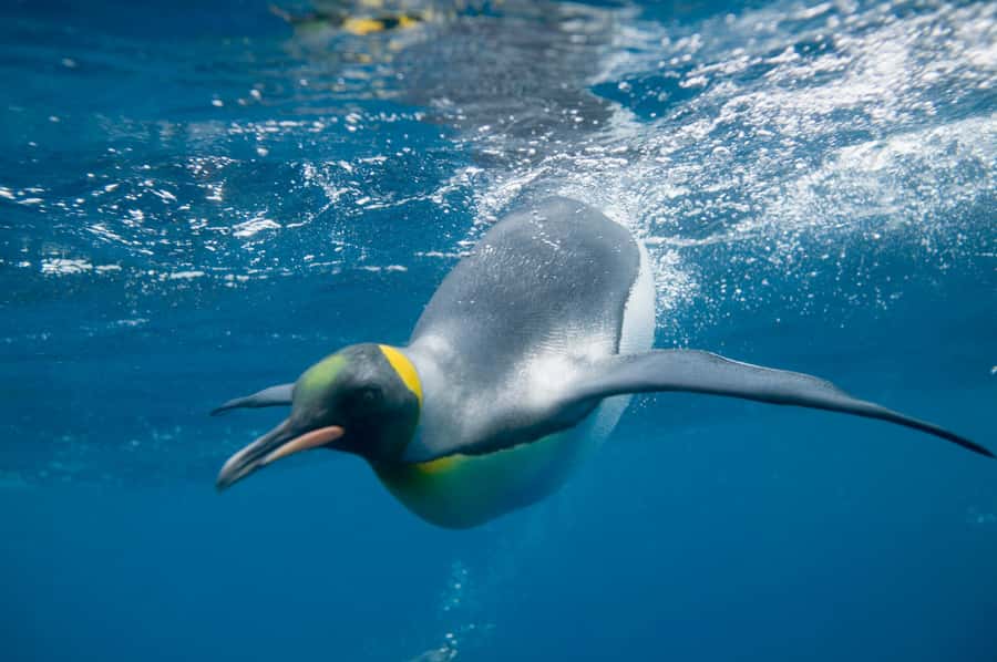 Melbourne: SEA LIFE Aquarium Entrance Ticket - How long you should allow