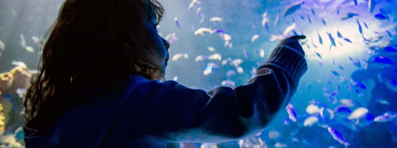 Mexico City: Inbursa Aquarium optional Round trip transfer - Why the Inbursa Aquarium is worth your time