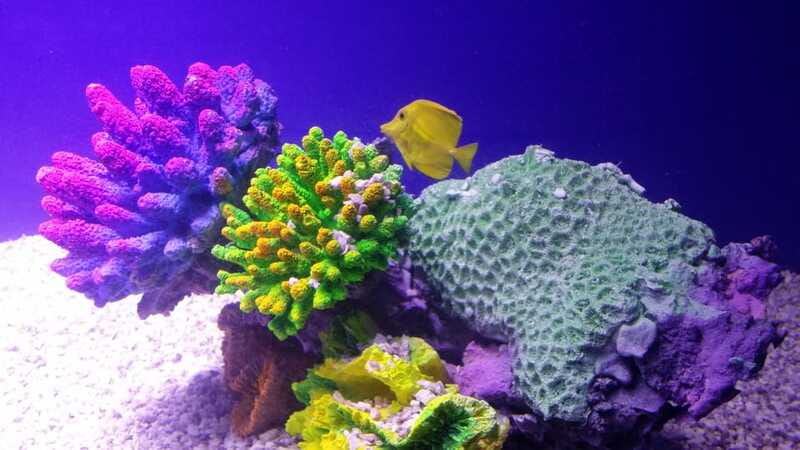 Mexico City: Inbursa Aquarium optional Round trip transfer - Blau Life Conservation Center and the educational message