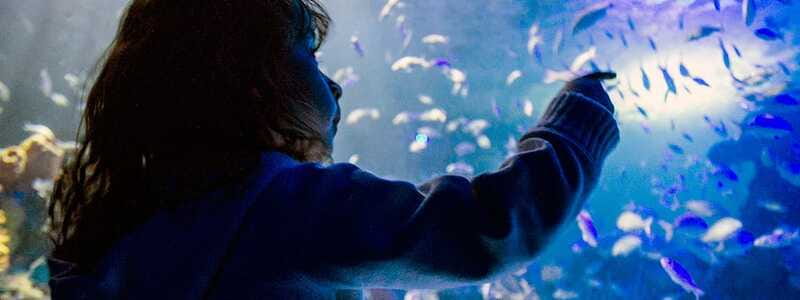 Mexico City: Inbursa Aquarium optional Round trip transfer - Who should book this experience?
