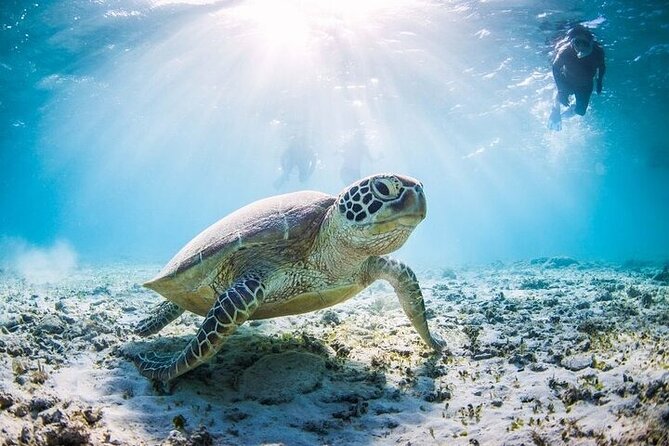 Mnemba Island Half Day Live Aquarium With Transfer - Zanzibar - Reaching the reef by boat