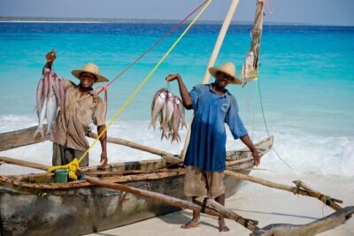 Mnemba Island Half Day Live Aquarium With Transfer – Zanzibar