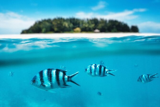 Mnemba Island Half Day Live Aquarium With Transfer - Zanzibar - Who will get the best value at $46
