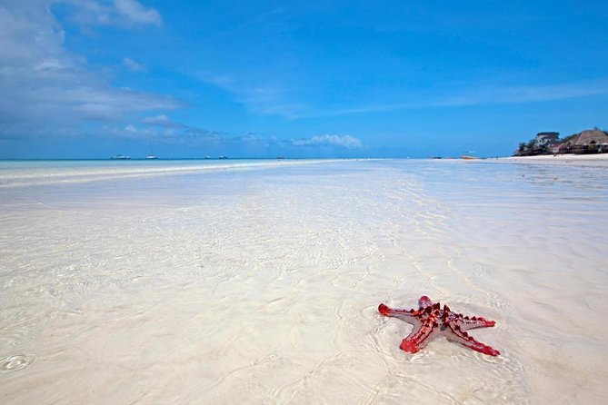 Mnemba Snorkeling, Dolphin and Baraka Natural Aquarium - Key points to know before booking