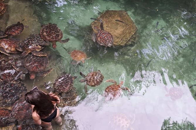 Mnemba Snorkeling, Dolphin and Baraka Natural Aquarium - Snorkeling among Mnemba’s reef fish