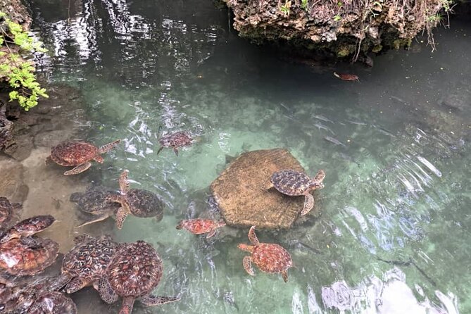 Mnemba Snorkeling, Dolphin and Baraka Natural Aquarium - The sandbank depends on the tide
