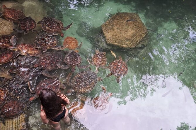 Mnemba Snorkeling, Dolphin and Baraka Natural Aquarium - Swimming with turtles at Baraka Natural Aquarium