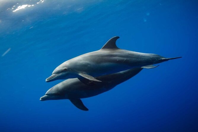 Mnemba Snorkeling, Dolphin and Baraka Natural Aquarium - Guides, group size, and the human side