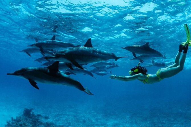 Mnemba Snorkeling, Dolphin and Baraka Natural Aquarium - Leaving the north beach around 8:30