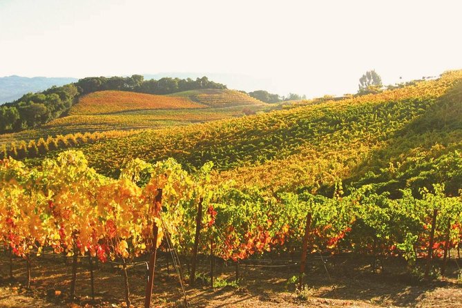 Muir Woods with Napa & Sonoma Wine Tour + Alcatraz Tour & Aquarium Access - Crossing the Golden Gate to Muir Woods