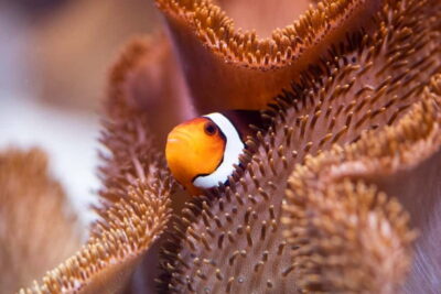 Munich: Day Ticket to Sea Life