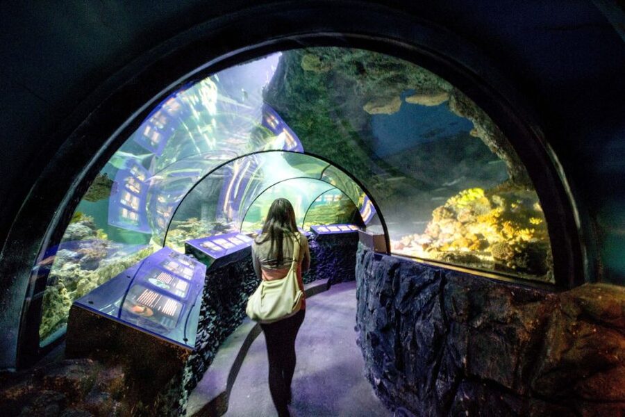 Munich: Day Ticket to Sea Life - Germanys Largest Shark Variety