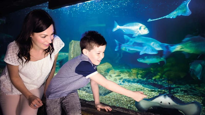 Munich: Day Ticket to Sea Life - Daily Feedings Add the Action