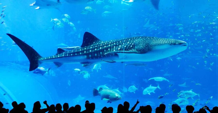Naha: North Okinawa Sightseeing Tour & Churaumi Aquarium - Why this day trip works from Naha