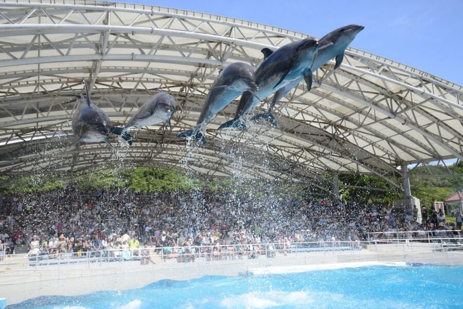 Naha: North Okinawa Sightseeing Tour & Churaumi Aquarium - Okashigoten Onna for sweets and souvenirs