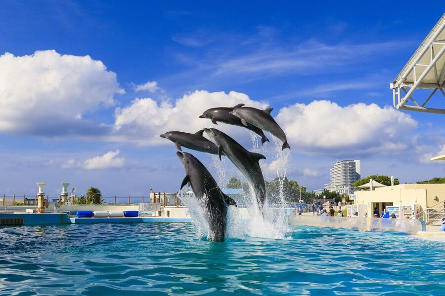 Naha: North Okinawa Sightseeing Tour & Churaumi Aquarium - The guide and audio system