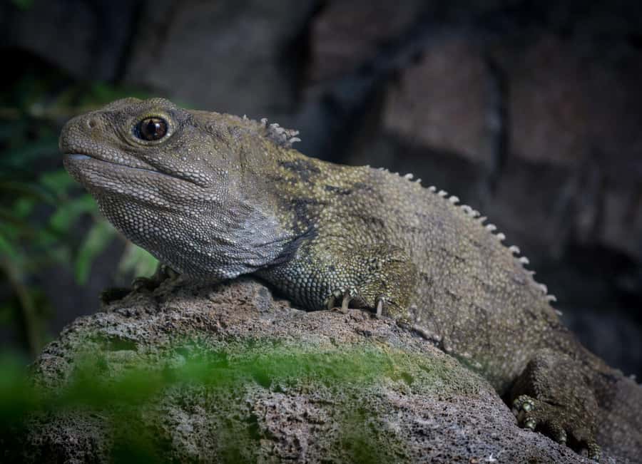 Napier: National Aquarium of New Zealand General Admission - Starting with Aotearoa’s native wildlife