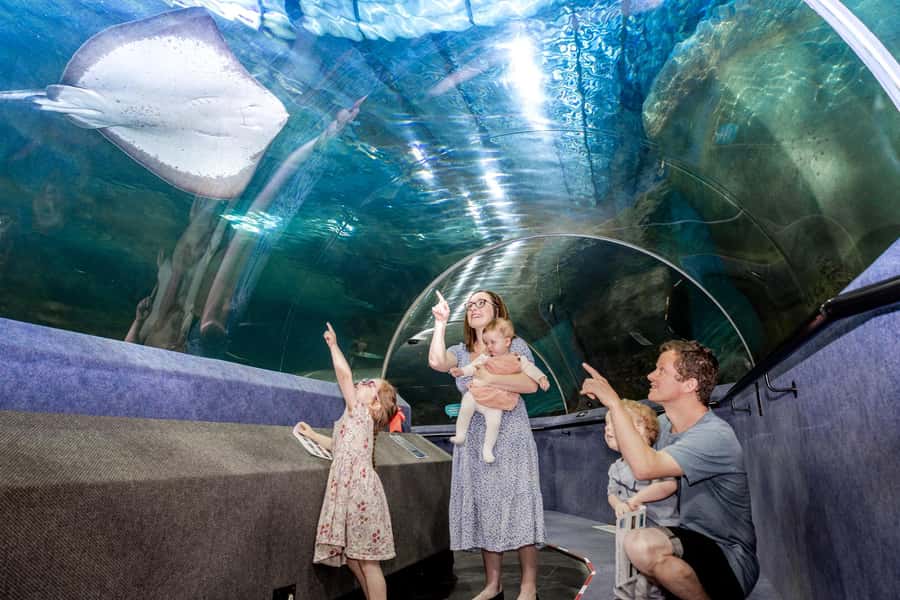 Napier: National Aquarium of New Zealand General Admission - Penguin Cove and the daily keeper talks