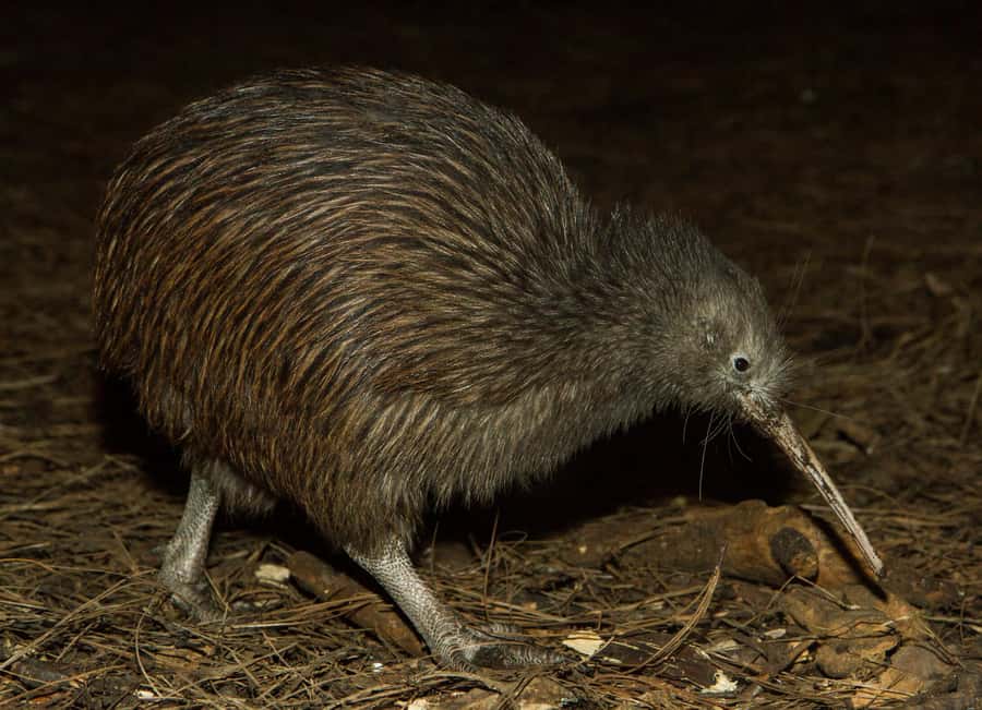 Napier: National Aquarium of New Zealand General Admission - Brown kiwi and tuatara: the local stars