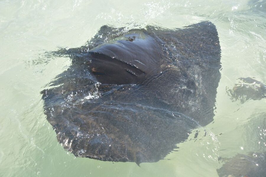 Nassau: Half-Day Guided Cay Cruise, Sea Life Watch & Snorkel - Key points at a glance