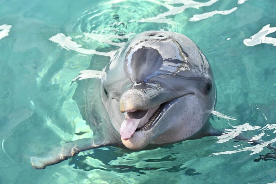 Nassau: Half-Day Guided Cay Cruise, Sea Life Watch & Snorkel - Pearl Island and the beach pigs