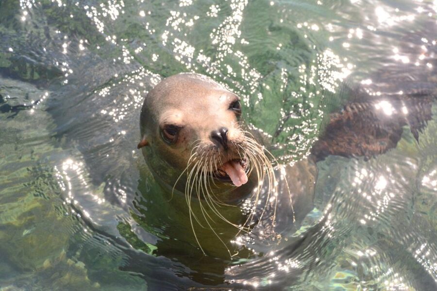 Nassau: Half-Day Guided Cay Cruise, Sea Life Watch & Snorkel - Athol Island snorkeling: the main water activity