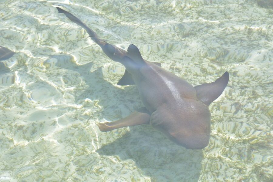Nassau: Half-Day Guided Cay Cruise, Sea Life Watch & Snorkel - How the timing affects the experience
