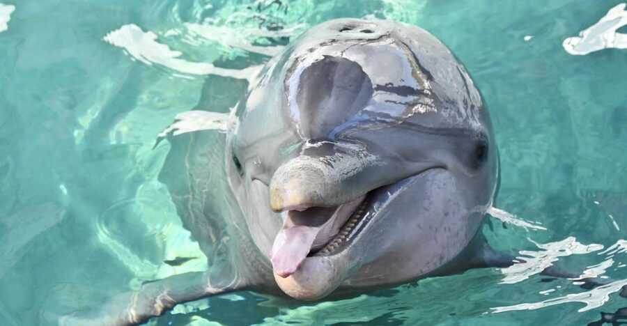 Nassau: Half-Day Guided Cay Cruise, Sea Life Watch & Snorkel - Blue Lagoon Island: scenery first, animals second