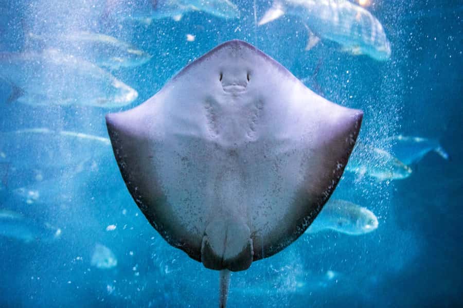 New Orleans: Audubon Aquarium & Insectarium Ticket - What $63 buys you