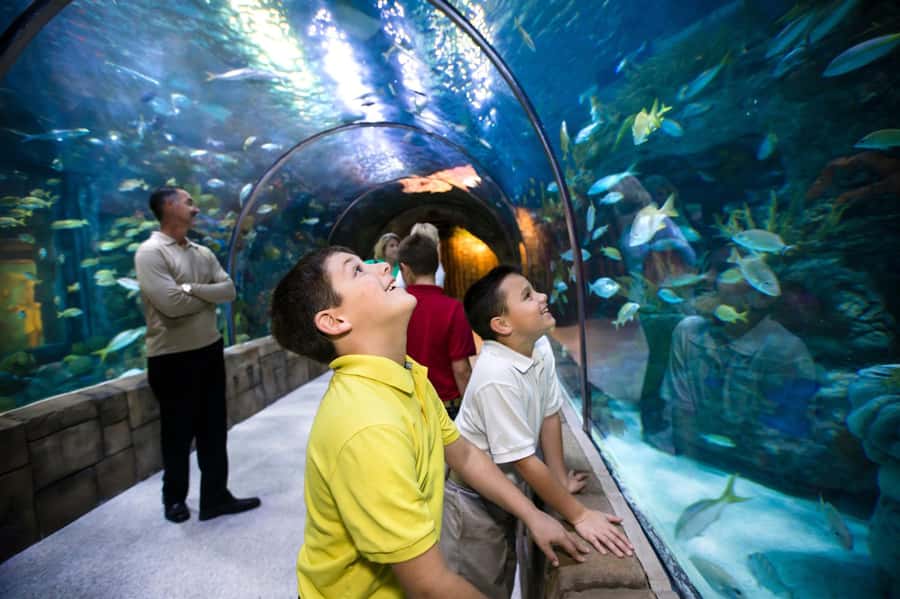New Orleans: Audubon Aquarium & Insectarium Ticket - Starting beside the French Quarter