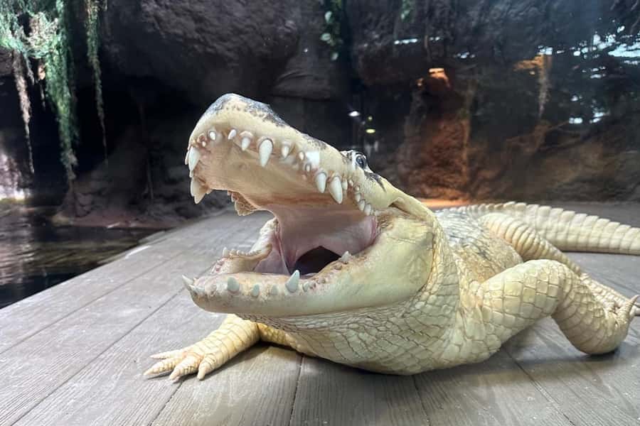 New Orleans: Audubon Aquarium & Insectarium Ticket - The Great Maya Reef tunnel