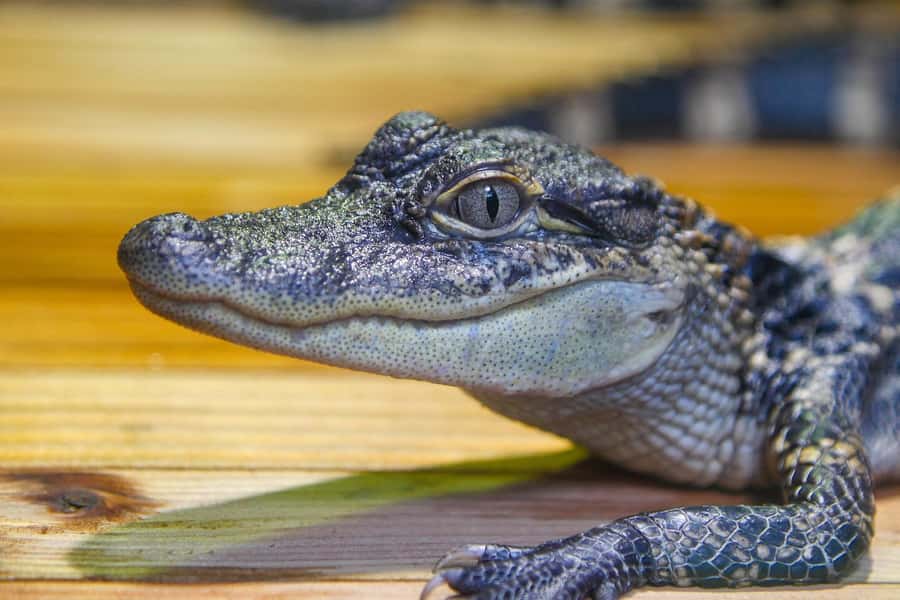 New Orleans: Audubon Aquarium & Insectarium Ticket - Getting hands-on at Shark Discovery