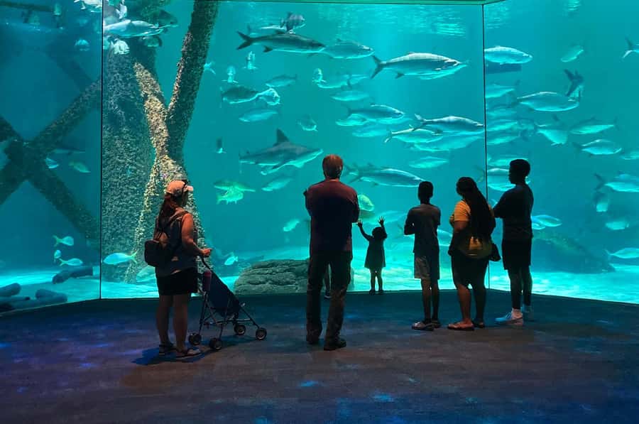 New Orleans: Audubon Aquarium & Insectarium Ticket - Penguins, turtles, and rare white alligators