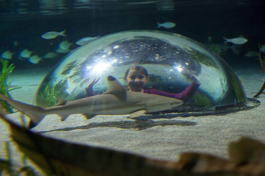Oberhausen: SEA LIFE Oberhausen Entry Ticket - Key points to know before you go