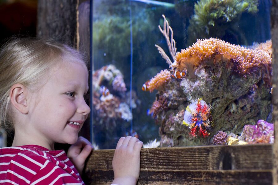 Oberhausen: SEA LIFE Oberhausen Entry Ticket - Smart planning for a smoother visit