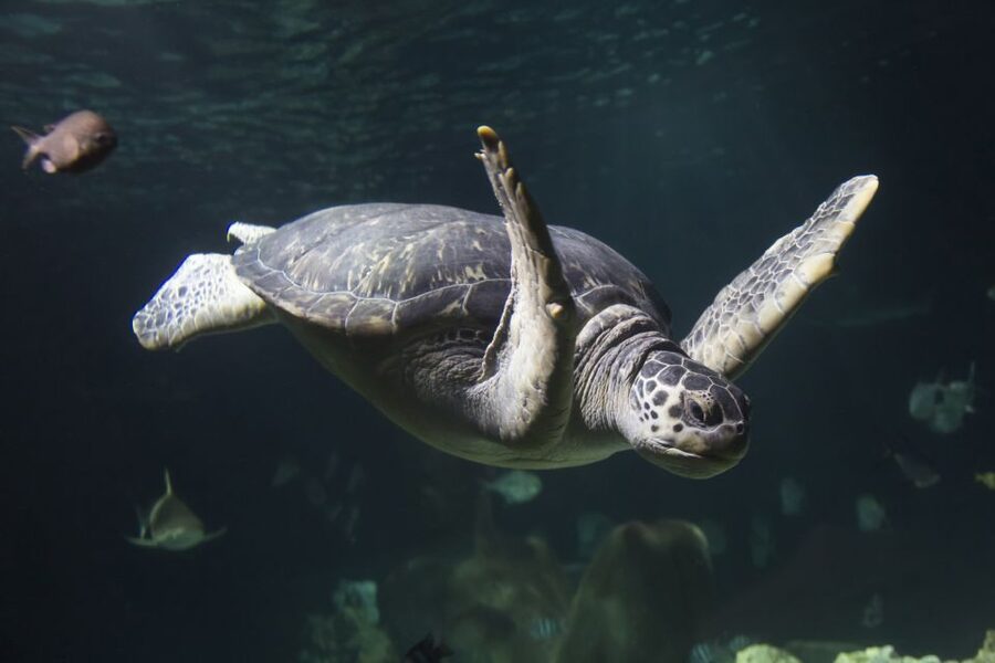 Oberhausen: SEA LIFE Oberhausen Entry Ticket - Feeding shows add movement and useful detail