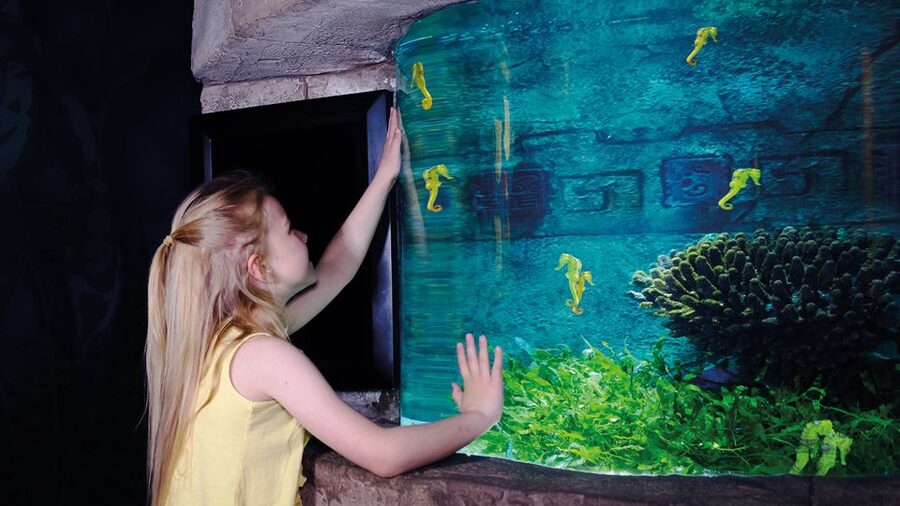 Oberhausen: SEA LIFE Oberhausen Entry Ticket - How the $20 entry price works for you