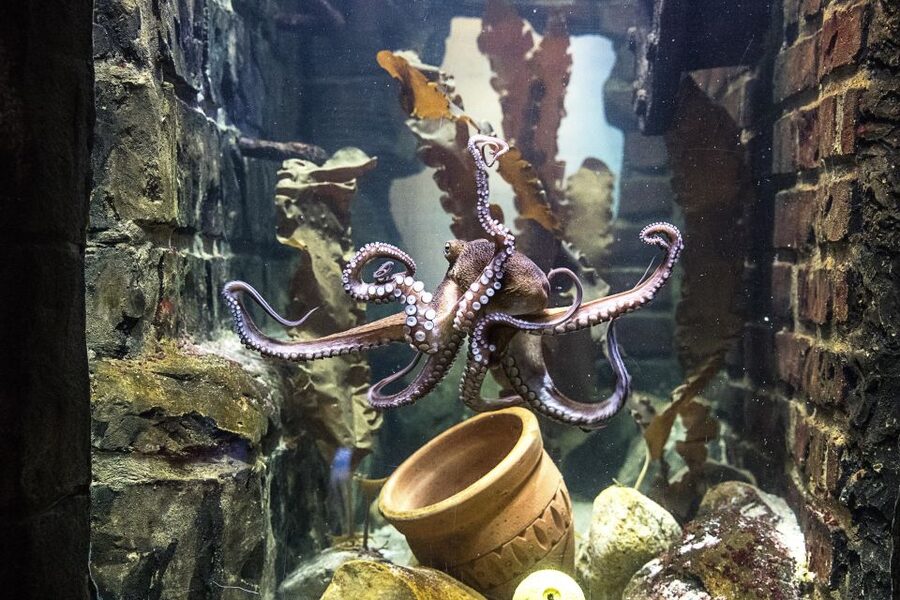 Oberhausen: SEA LIFE Oberhausen Entry Ticket - Who will enjoy SEA LIFE Oberhausen most