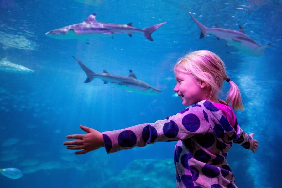 Oberhausen: SEA LIFE Oberhausen Entry Ticket - From Rhine wildlife to tropical reef life