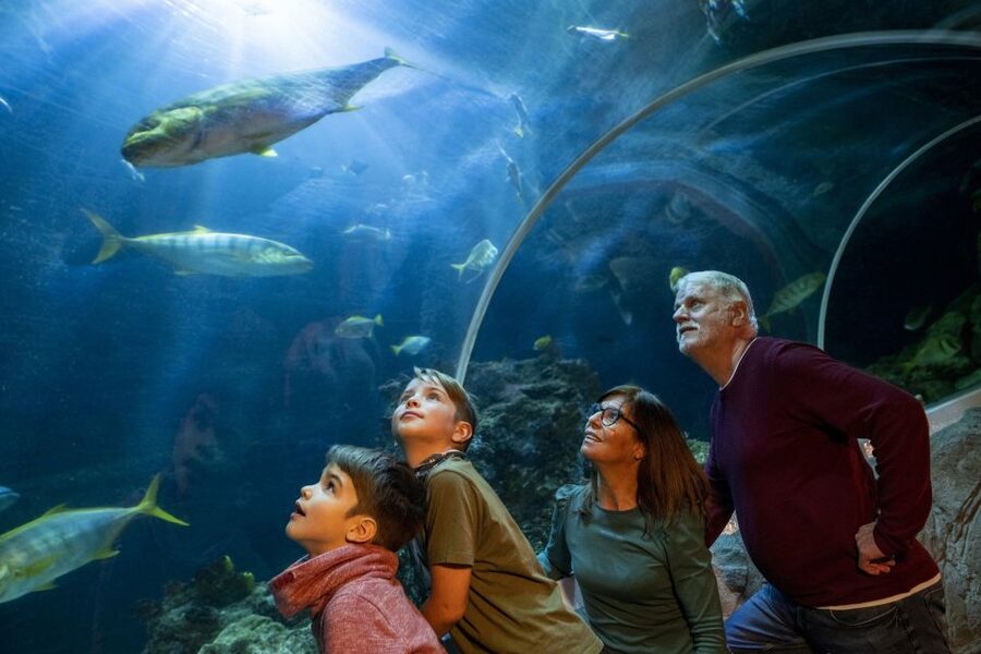 Oberhausen: SEA LIFE Ticket and Behind the Scenes Tour - Should you book the SEA LIFE Oberhausen tour?