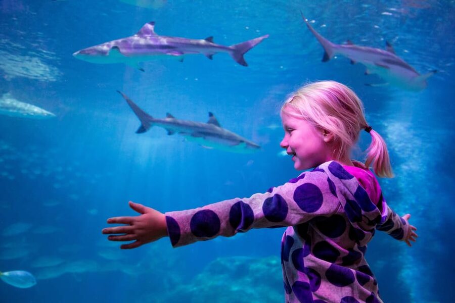 Oberhausen: SEA LIFE Ticket and Behind the Scenes Tour - The feeding session is the tour’s best moment