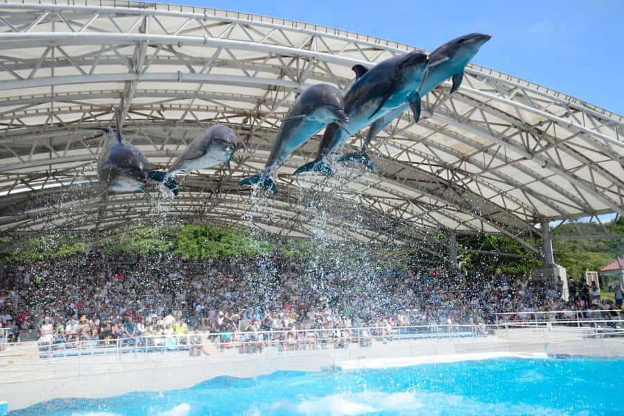 Okinawa: Bus Tour to Churaumi Aquarium with Sightseeing - Bise Fukugi Tree Road and Okinawa’s old village feel