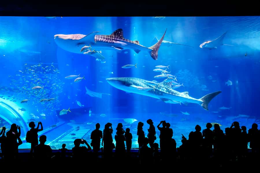 Okinawa: Bus Tour to Churaumi Aquarium with Sightseeing - Morning pickup from Naha and Chatan
