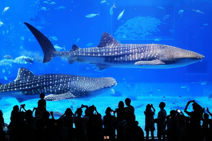 Okinawa: Churaumi Aquarium, Ryukyu Village & Manza Bus Tour - Churaumi Aquarium: the day’s main event
