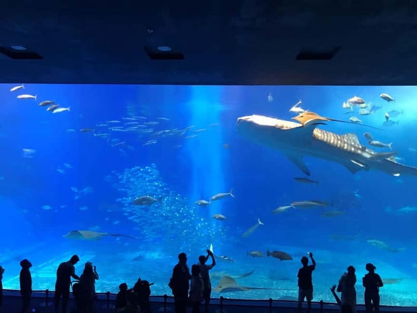 Okinawa Churaumi or Tropical, Kouri American Village BusTour - The quick take: five things that matter