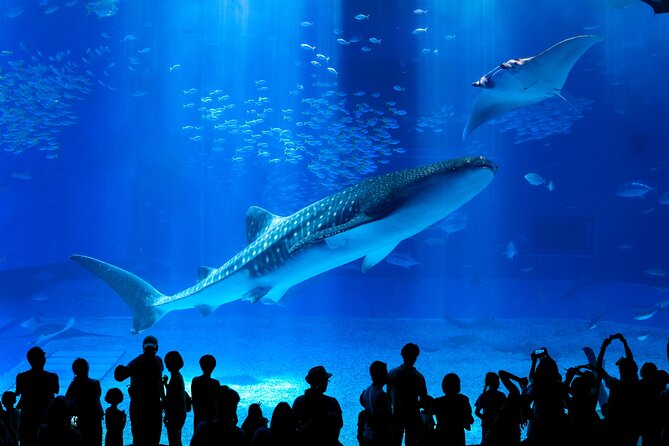 Okinawa HIP-HOP BUS B - 1 Course Tour (Okinawa Churaumi Aquarium) - Key points before you book