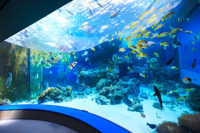 Okinawa HIP-HOP BUS B - 1 Course Tour (Okinawa Churaumi Aquarium) - Why this bus tour works well from Naha